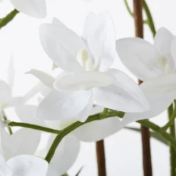 Cycnoches Spray In Pot