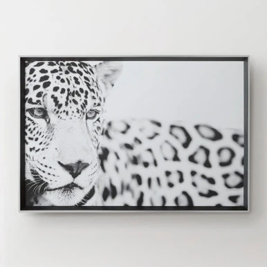 Majestic Calm 3 Majestic Calm - Image 3