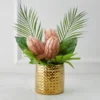 Protea In Pot - Blush