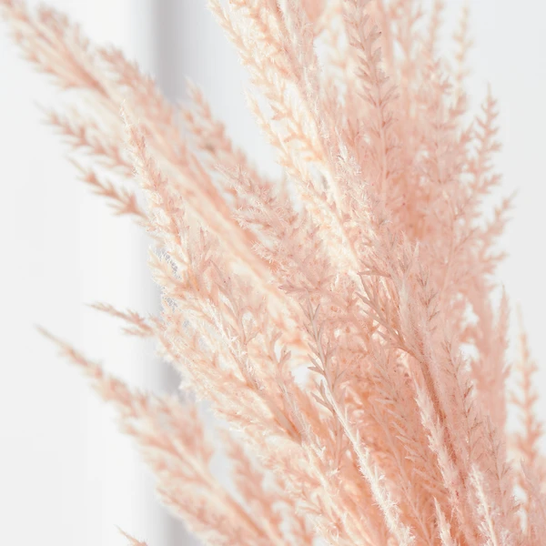 Pampas Grass - Set Of 3 2 Pampas Grass - Set Of 3 - Image 2
