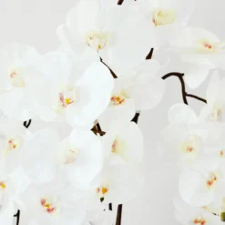 Nikki Chu - Orchid In Black Vase -LOVESE Furniture Shop webimage 168213601 DTL 1