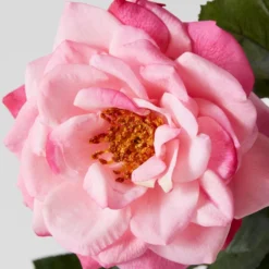 LOVESE Furniture Shop -LOVESE Furniture Shop webimage 200023565 1 jpg 1