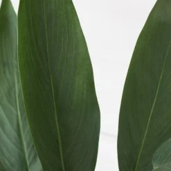 Faux Potted Water Canna -LOVESE Furniture Shop webimage 207190249 dtl2