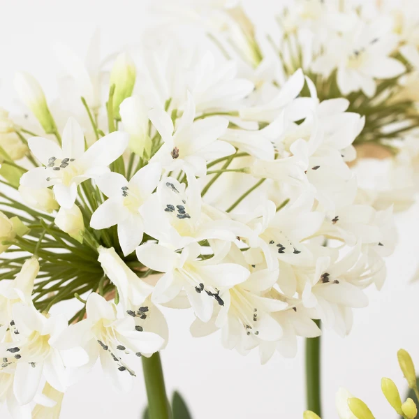 Faux Potted Agapanthus 3 Faux Potted Agapanthus - Image 3