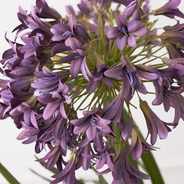 Faux Potted Agapanthus 3 Faux Potted Agapanthus - Image 3