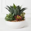 Succulent Assortment In Bowl