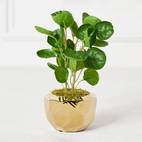 Eucalyptus In Geometric Planter 2 Eucalyptus In Geometric Planter - Image 2