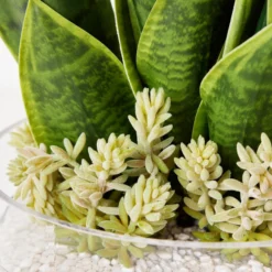 Mother In Law's Tongue Succulent With Bowl 5 Mother In Law's Tongue Succulent With Bowl -LOVESE Furniture Shop webimage 207999718 dtl