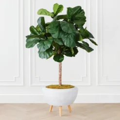 Fiddle Leaf Tree In Bowl