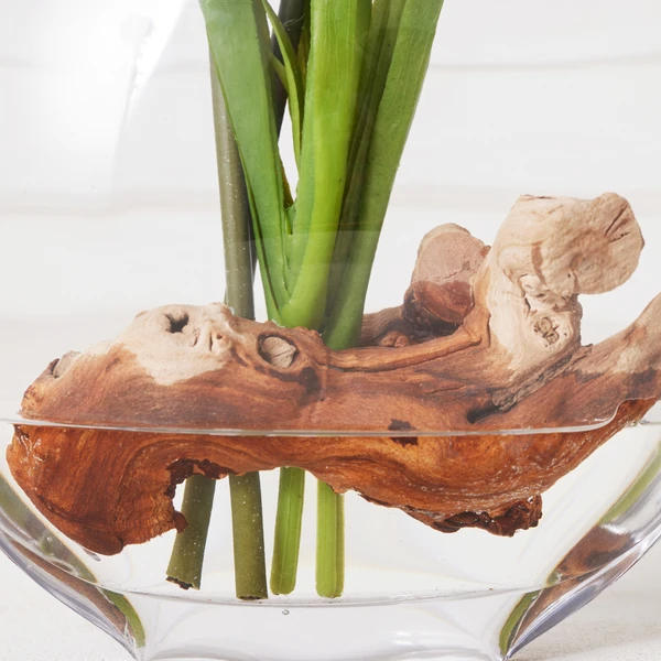 Cymbidium In Glass Vase 4 Cymbidium In Glass Vase - Image 4