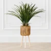Areca In Wood Stand
