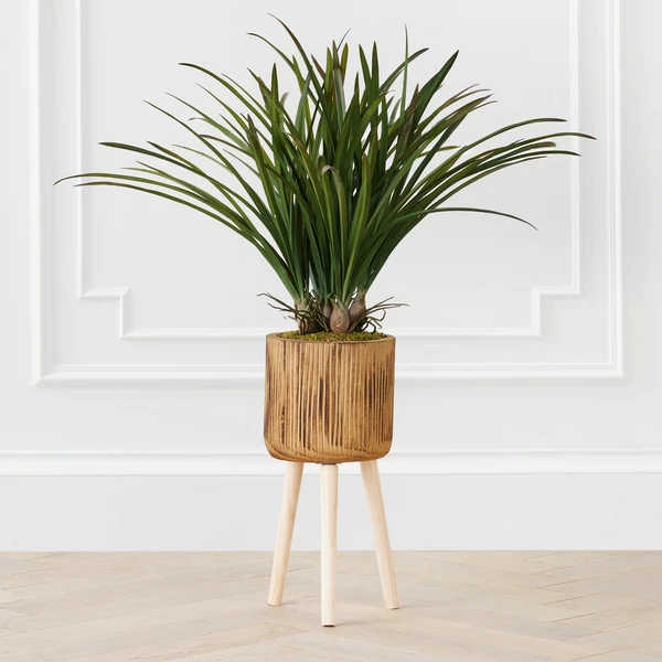 Areca In Wood Stand 1 Areca In Wood Stand