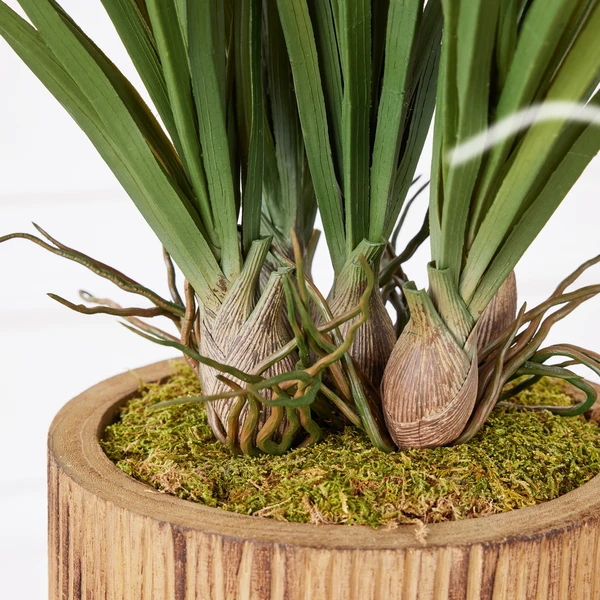 Areca In Wood Stand 3 Areca In Wood Stand - Image 3