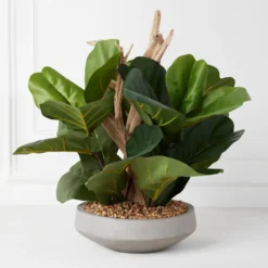 Fiddle Leaf Branches In Bowl