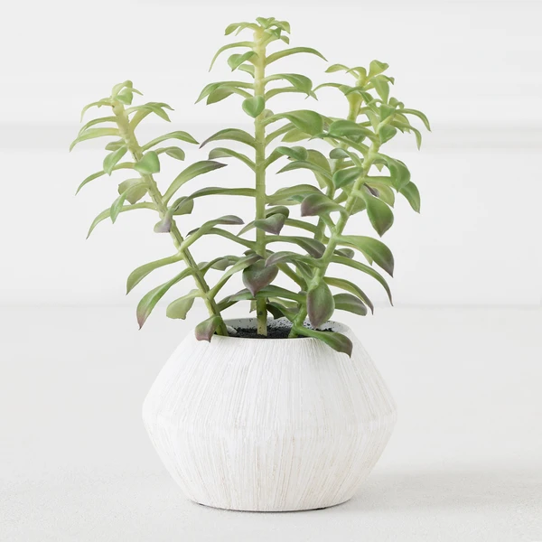 Tree Succulents In Planter 1 Tree Succulents In Planter