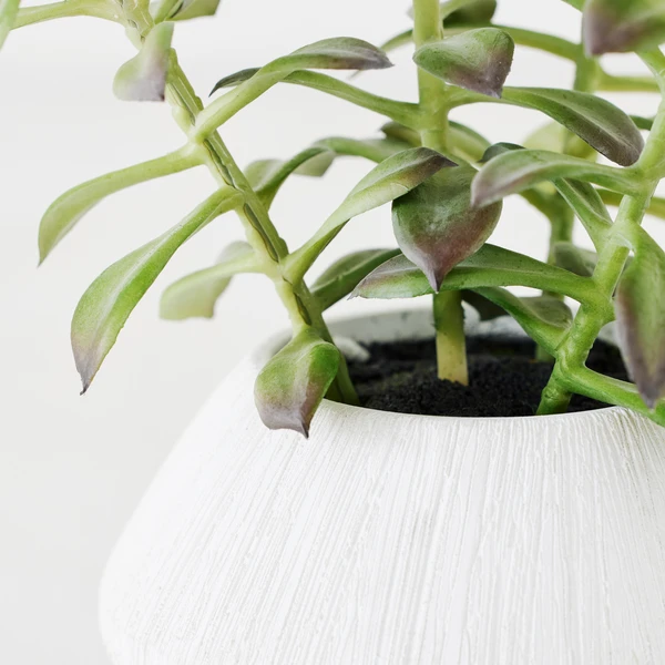 Tree Succulents In Planter 2 Tree Succulents In Planter - Image 2