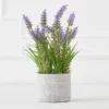 Lavender In Grey Pot