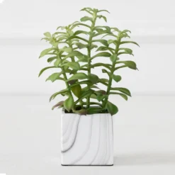 Tree Succulents In Marble Pot