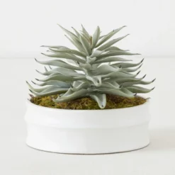Succulent In White Round Pot