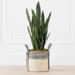 Mother In Law's Tongue In Basket