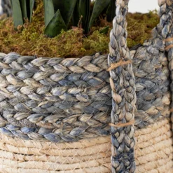 Mother In Law's Tongue In Basket -LOVESE Furniture Shop webimage 207999974 dtl1