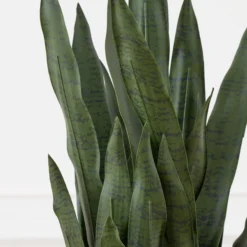 Mother In Law's Tongue In Basket -LOVESE Furniture Shop webimage 207999974 dtl2