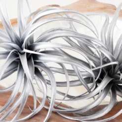 Faux Air Plant -LOVESE Furniture Shop webimage 209204773 DTL