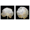 Gold And White Blossom On Black - Set Of 2