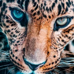 Jungle Cat Stare -LOVESE Furniture Shop webimage 630195376 630112803 DTL1