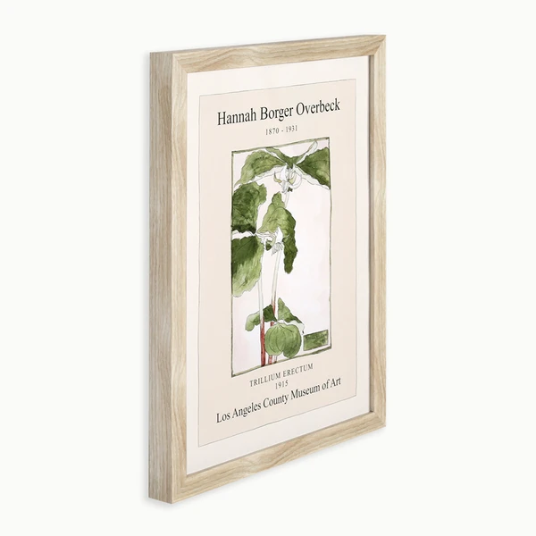 Overbeck Trillium Erectum 2 Overbeck Trillium Erectum - Image 2