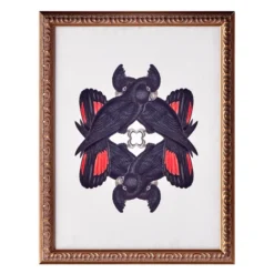 Calyptorhynchus Banksi