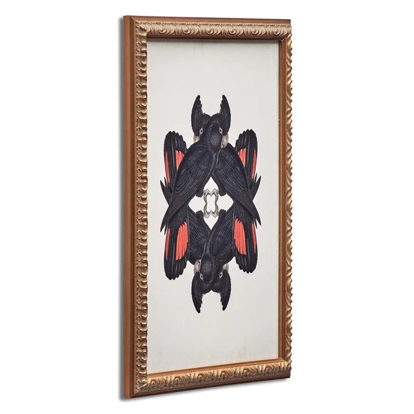 Calyptorhynchus Banksi 2 Calyptorhynchus Banksi - Image 2