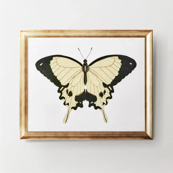 Beautiful Butterfly 1 1 Beautiful Butterfly 1