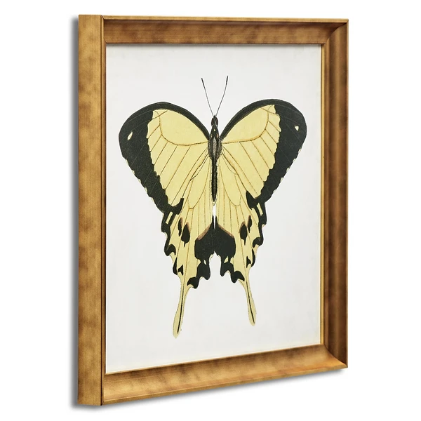 Beautiful Butterfly 1 2 Beautiful Butterfly 1 - Image 2