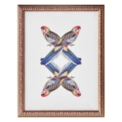 Platycercua Adelaidae