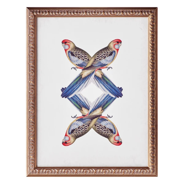 Platycercua Adelaidae 1 Platycercua Adelaidae