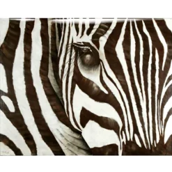 Zebra - Glass Coat